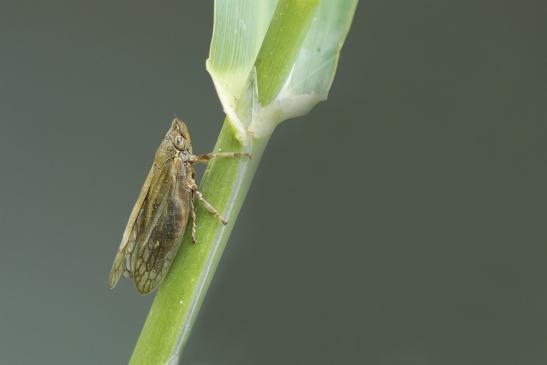 Braune Weiden - Schaumzikade      Aphrophora salicina       ( Sachsen - Anhalt Juli 2020 )          