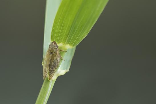 Braune Weiden - Schaumzikade      Aphrophora salicina       ( Sachsen - Anhalt Juli 2020 )          