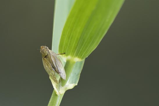 Braune Weiden - Schaumzikade      Aphrophora salicina       ( Sachsen - Anhalt Juli 2020 ) 