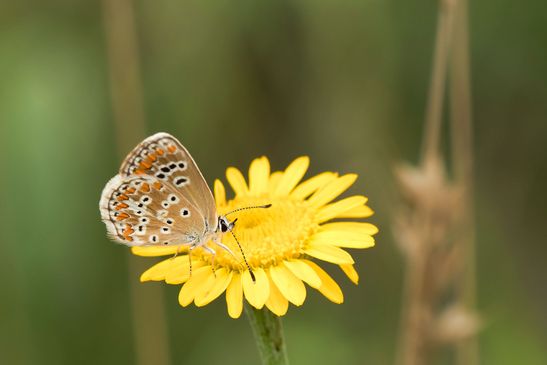 Kleiner Sonnenröschen - Bläuling        Aricia agestis      weiblich        ( Sachsen Anhalt Juli  2023 )