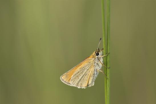 Schwarzkolbiger Braundickkopffalter      Thymelicus lineola    ( Sachsen-Anhalt Juli 2020 )