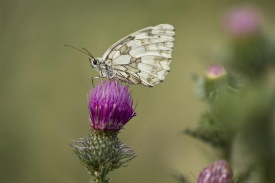 Schachbrett     Melanargia galathea     ( Sachsen-Anhalt Juli 2020 )