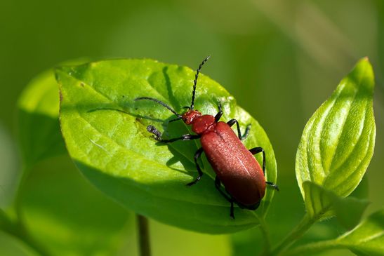 Rotköpfiger Feuerkäfer         Pyrochroa serraticornis         ( Sachsen - Anhalt Mai 2025 )