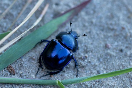 Frühlingsmistkäfer      Geotrupes vernalis       ( Brandenburg Juli  2026 )