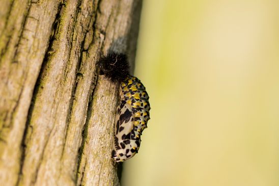 genau 24 Stunden später:   aus der Raupe wurde die Puppe:    Maivogel - Scheckenfalter        Euphydryas maturna           ( Sachsen - Anhalt  April  2025 )