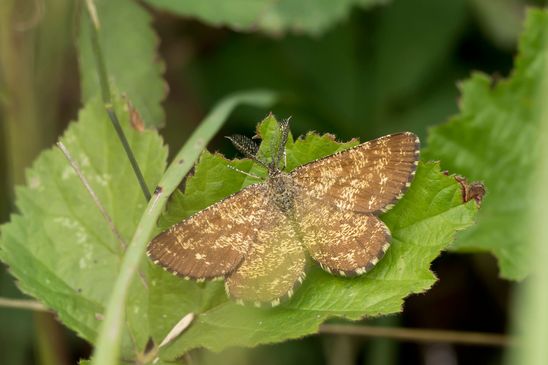 Heidespanner         Ematurga atomaria          ( Sachsen-Anhalt Juli 2023 )