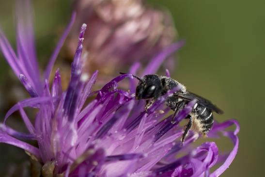 Gemeine Löcherbiene       Heriades truncorum       ( Brandenburg  August 2021 )