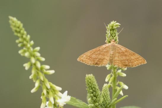  Ockerfarbiger Steppenheiden-Zwergspanner     Idaea ochrata    ( Sachsen-Anhalt Juli 2020 )