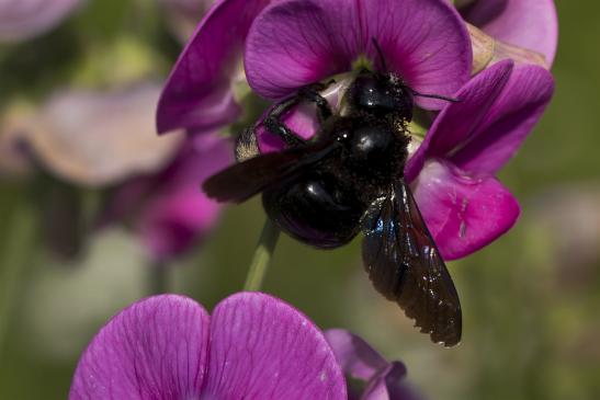 Blauschwarze       Holzbiene       Xylocopa violacea         ( Brandenburg  August 2021 )