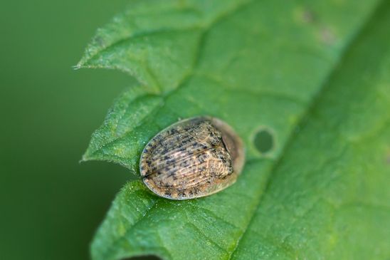 Nebliger Schildkäfer     Cassida nebulosa       ( Sachsen-Anhalt Mai 2025 )  
