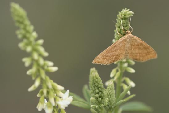 Ockerfarbiger Steppenheiden-Zwergspanner     Idaea ochrata     ( Sachsen-Anhalt Juli 2020 )