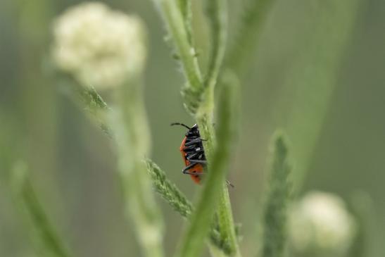 Rotschwarze Gemüsewanze     Eurydema dominula     ( Sachsen-Anhalt Juli 2020 )