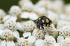 Trockenrasen - Marienkaefer  Coccinula quatuordecimpustulata