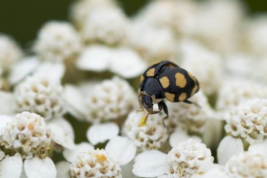 Trockenrasen - Marienkäfer       Coccinula quatuordecimpustulata        ( Brandenburg   August 2021 )