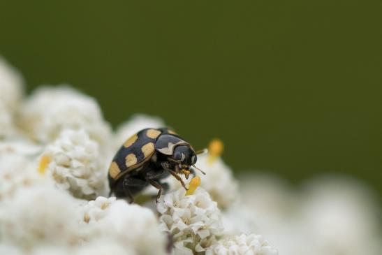 Trockenrasen - Marienkäfer       Coccinula quatuordecimpustulata        ( Brandenburg   August 2021 )