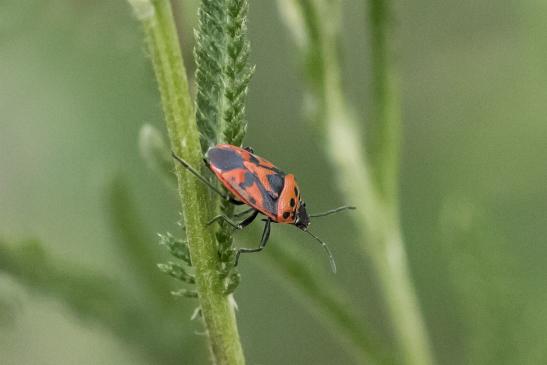 Rotschwarze Gemüsewanze     Eurydema dominula     ( Sachsen-Anhalt Juli 2020 )