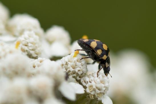 Trockenrasen - Marienkäfer       Coccinula quatuordecimpustulata        ( Brandenburg   August 2021 )