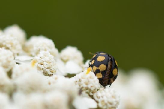 Trockenrasen - Marienkäfer       Coccinula quatuordecimpustulata        ( Brandenburg   August 2021 )