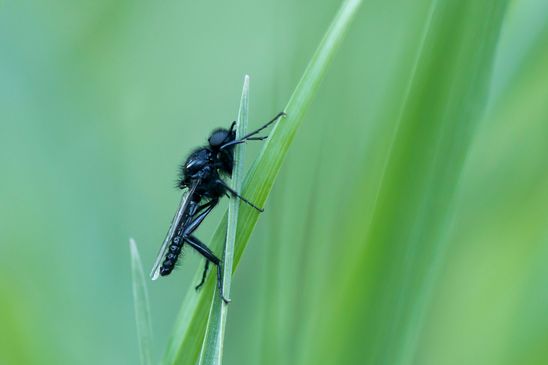 Märzfliege        Bibio marci            ( Sachsen - Anhalt  Mai  2025 )