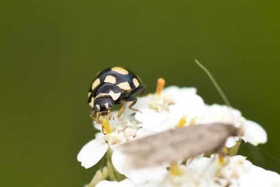 Trockenrasen - Marienkäfer       Coccinula quatuordecimpustulata        ( Brandenburg   August 2021 )