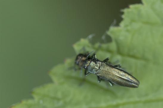 Buchenprachtkäfer      Agrilus viridis       ( Sachsen - Anhalt Juli 2020 )       