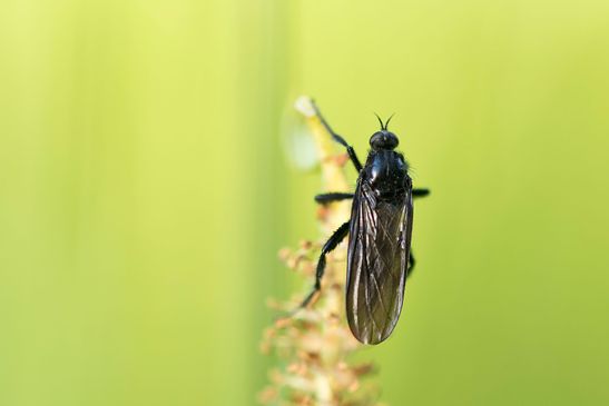 Vermutlich  Schwarze  Tanzfliege  Empis ciliata          ( Sachsen - Anhalt Mai 2025 ) 