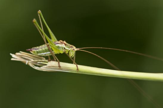 Gestreifte Zartschrecke       männlich       Leptophyes albovittata        ( Brandenburg  August  2021 )