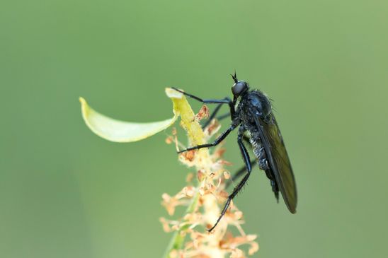 Vermutlich  Schwarze  Tanzfliege  Empis ciliata          ( Sachsen - Anhalt Mai 2025 ) 