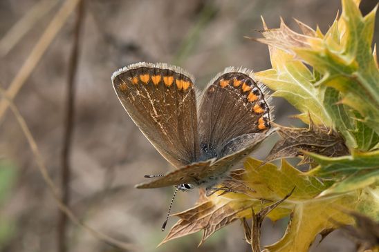 Bäulingsweibchen noch nicht sicher bestimmt          ( Sachsen - Anhalt August 2023 )