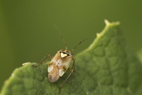 Beifuß - Weichwanze     Lygus gemellatus      ( Sachsen-Anhalt Juli 2020 )