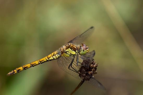 Große Heidelibelle         Sympetrum striolatum         ( Sachsen-Anhalt August 2023 )