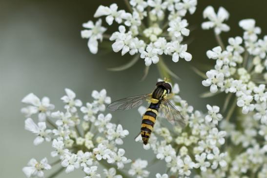  Gemeine Langbauchschwebfliege, Gemeine Stiftschwebfliege        Sphaerophoria scripta       weiblich      ( Sachsen - Anhalt Juli 2020 )  