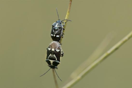 Kohlwanze     Eurydema oleraceum       ( Sachsen-Anhalt Juli 2020 )