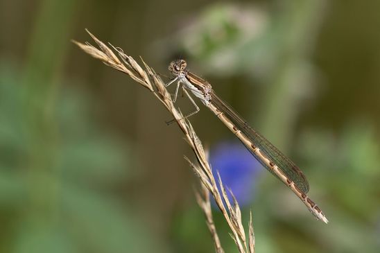 Gemeine Winterlibelle     Sympecma fusca     ( Sachsen-Anhalt August 2023 )