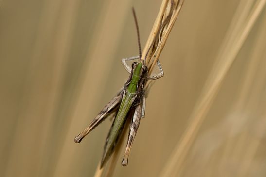 noch unbestimmt        ( Sachsen-Anhalt August 2023 )  