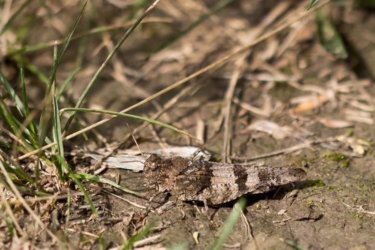 Blauflügelige Ödlandschrecke        Oedipoda caerulescens                  ( Sachsen-Anhalt August 2023 )