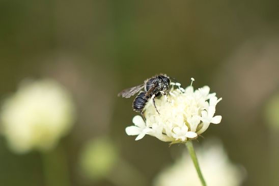 Auf Grund des schlechten Fotos kaum zu bestimmen, eventuell Gewöhnliche Düsterbiene Stelis breviuscula  oder ihr Wirt  Gemeine Löcherbiene       Heriades truncorum     ( Sachsen - Anhalt  August 2023 )  