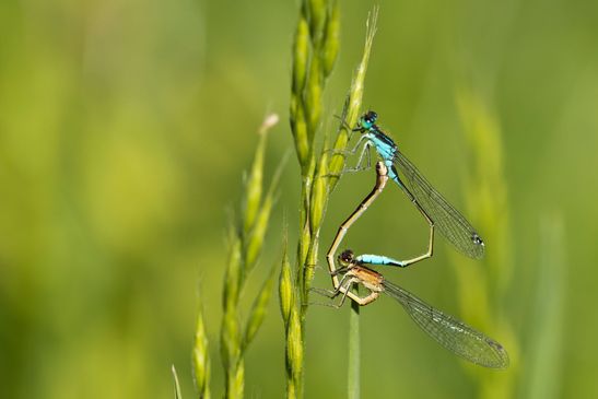 Große Pechlibelle       Ischnura elegans       Paarungsrad         ( Sachsen-Anhalt Mai 2025 )