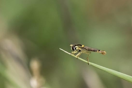   Gemeine Langbauchschwebfliege, Gemeine Stiftschwebfliege        Sphaerophoria scripta       männlich      ( Sachsen - Anhalt Juli 2020