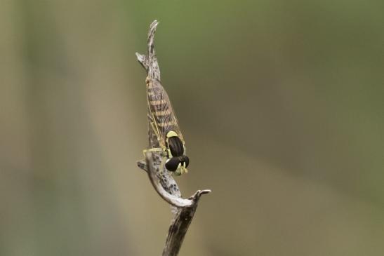  Gemeine Langbauchschwebfliege, Gemeine Stiftschwebfliege       Sphaerophoria scripta        weiblich      ( Sachsen - Anhalt Juli 2020