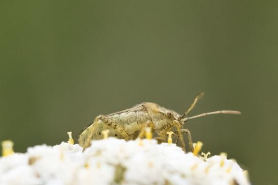  Glasflügelwanze       kein deutscher Name bekannt       Brachycarenus tigrinus        ( Sachsen-Anhalt Juli 2020 )