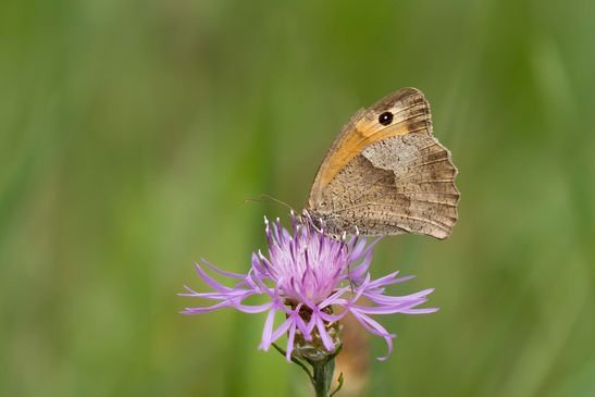 Großes Ochsenauge       Maniola jurtina       weiblich       ( Sachsen - Anhalt August 2023 )