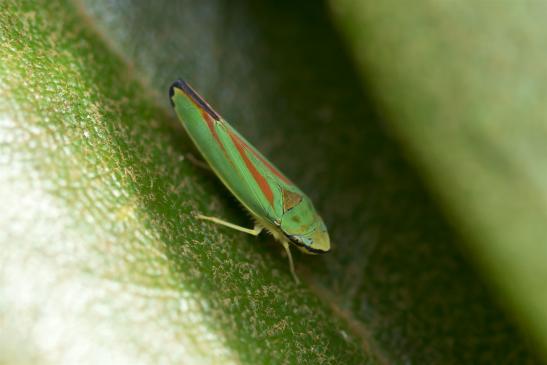 Rhododendronzikade     Graphocephala fennahi     ( Brandenburg Juli 2020 )