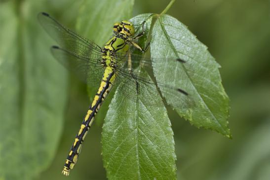 Grüne Flussjungfer     Ophiogomphus cecilia     ( Brandenburg Juli 2020 )