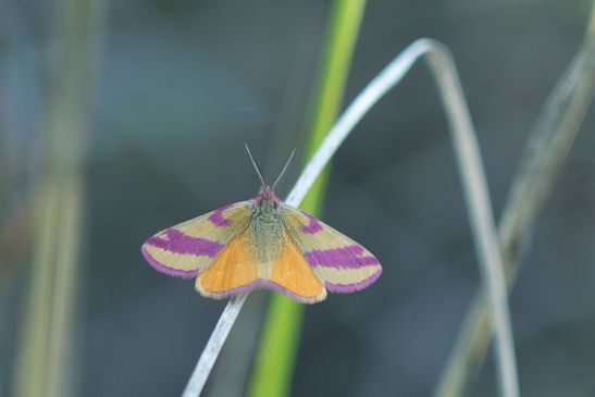 Ampfer - Purpurspanner          Lythria cruentaria          ( Brandenburg Juli 2026 )