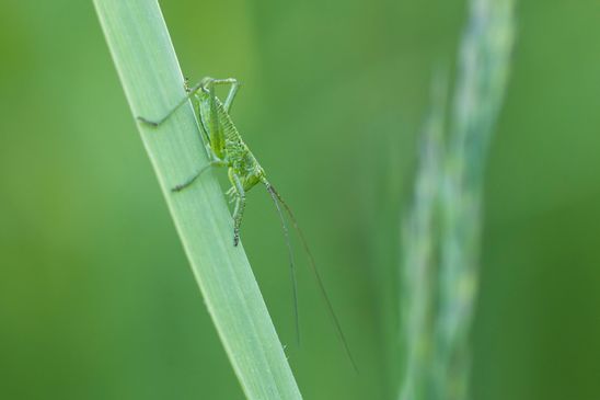  ( Sachsen Anhalt Mai 2025 )