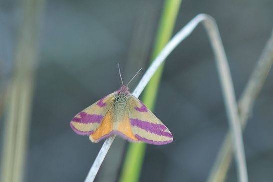 Ampfer - Purpurspanner          Lythria cruentaria          ( Brandenburg Juli 2026 )
