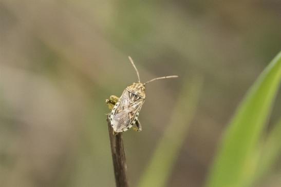  Glasflügelwanze       kein deutscher Name bekannt       Brachycarenus tigrinus        ( Sachsen-Anhalt Juli 2020 )