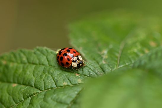 Asiatischer Marienkäfer       eine von vielen Farbvarianten       Harmonia axyridis               ( Sachsen-Anhalt August 2023 )