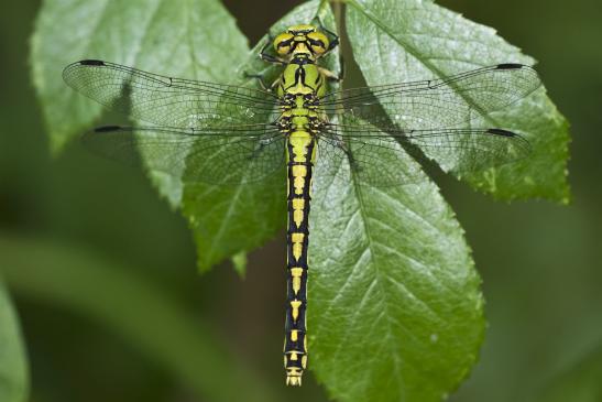 Grüne Flussjungfer     Ophiogomphus cecilia     ( Brandenburg Juli 2020 )